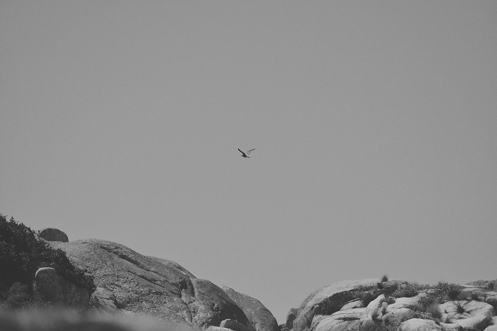 f-13-122-13312384_kshithij-chandrashekar-EC3fhvBuLtg-unsplash_RT1.png